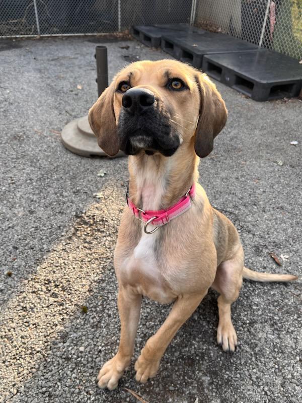 Enlarge Shrimp - 25197, a Adoptable mixed breed in Armonk, NY image 2/6