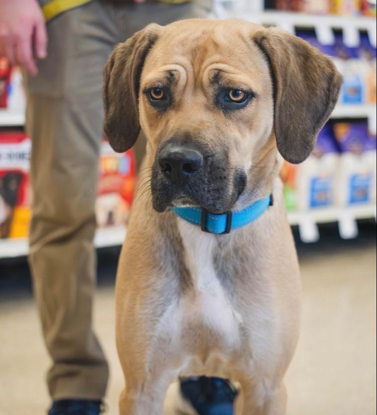 Enlarge Shrimp - 25197, a Adoptable mixed breed in Armonk, NY image 3/6