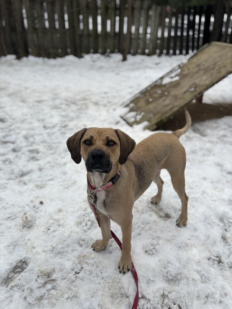 Enlarge Shrimp - 25197, a Adoptable mixed breed in Armonk, NY image 4/6