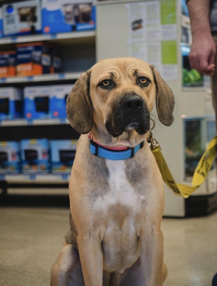 Enlarge Shrimp - 25197, a Adoptable mixed breed in Armonk, NY image 5/6