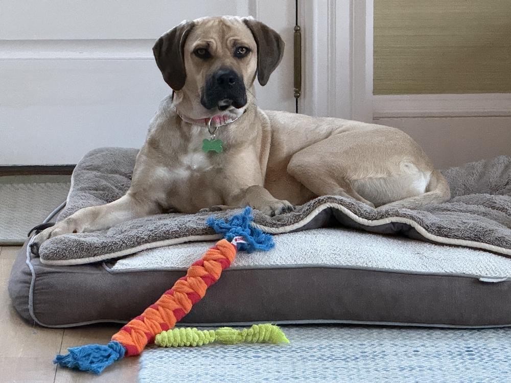 Enlarge Shrimp - 25197, a Adoptable mixed breed in Armonk, NY image 6/6