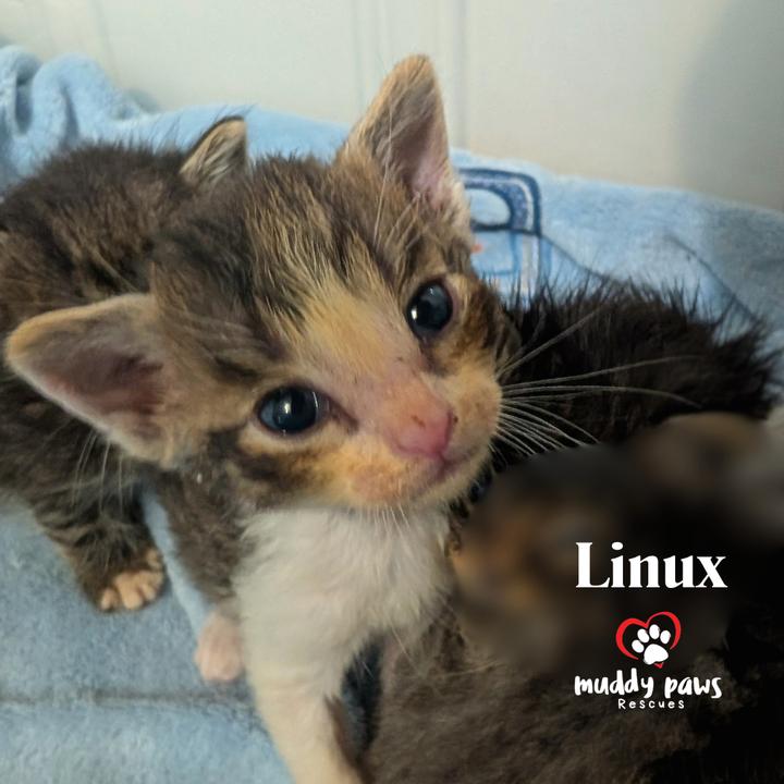 Linux Tux Litter: Linux, Adoptable, Kitten Male Domestic Short Hair & Extra-Toes Cat / Hemingway Polydactyl.