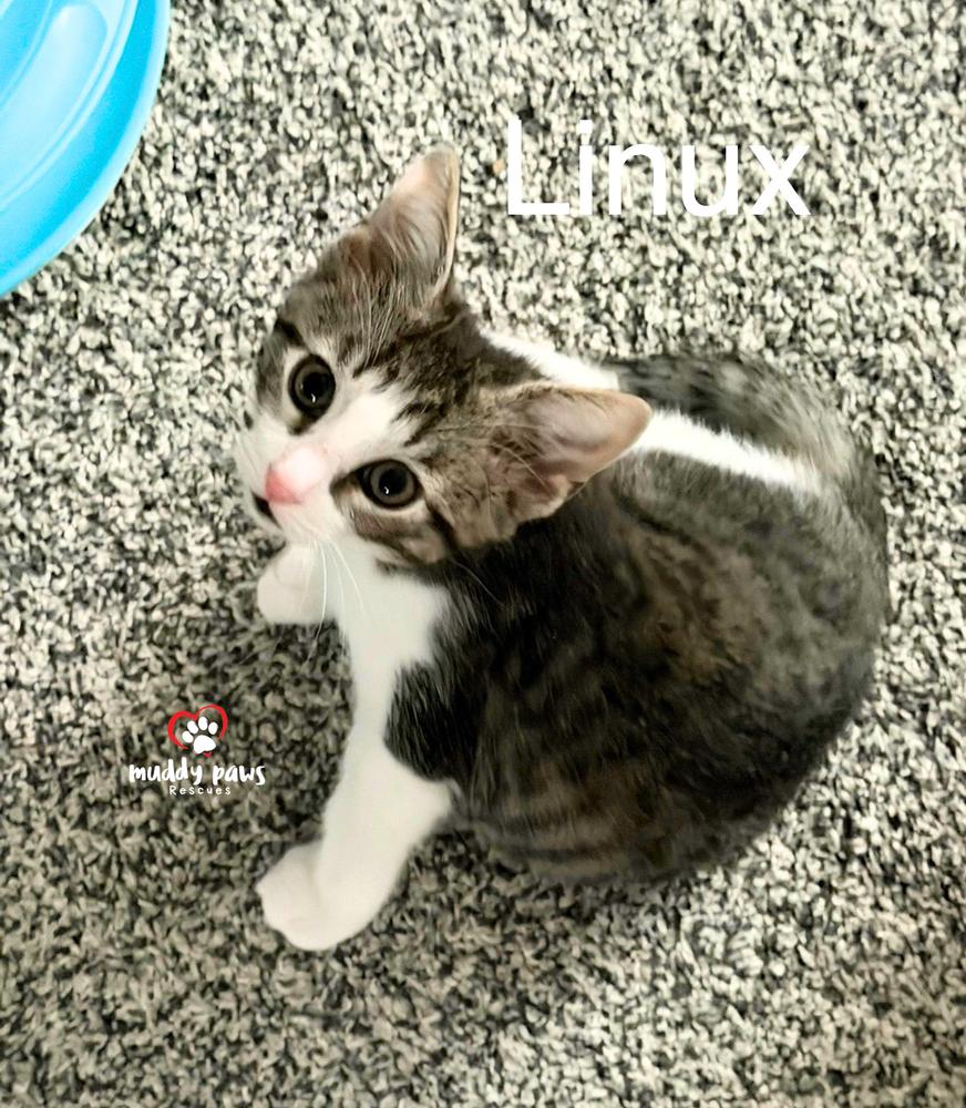 Enlarge Linux Tux Litter:   Linux, a Adoptable mixed breed in Council Bluffs, IA image 2/2