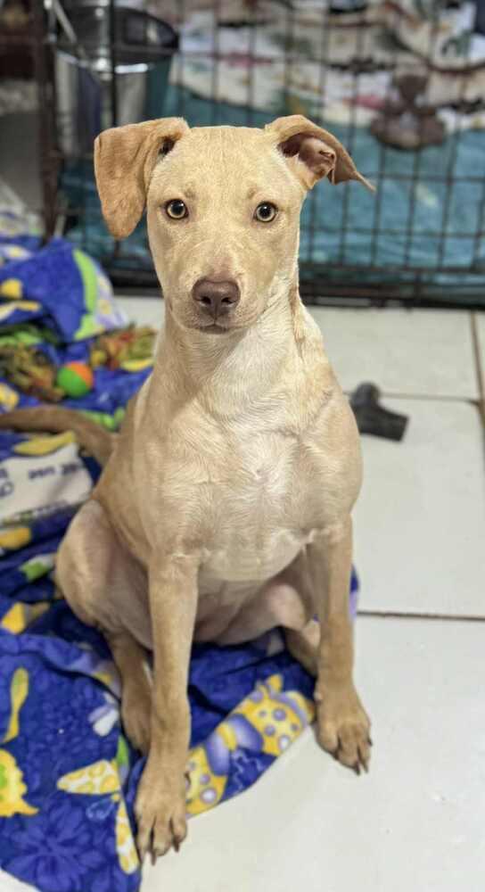 Faline, Adoptable, Puppy Female Labrador Retriever & Vizsla.