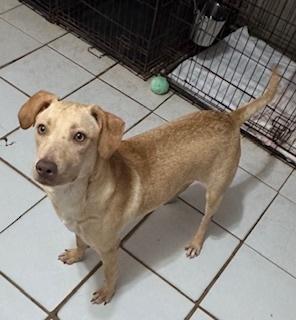 Enlarge Faline, a Adoptable mixed breed in Puerto Penasco, SON image 2/3