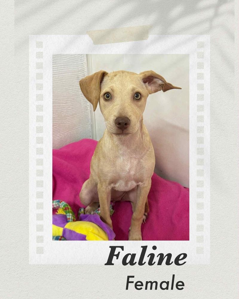 Enlarge Faline, a Adoptable mixed breed in Puerto Penasco, SON image 3/3