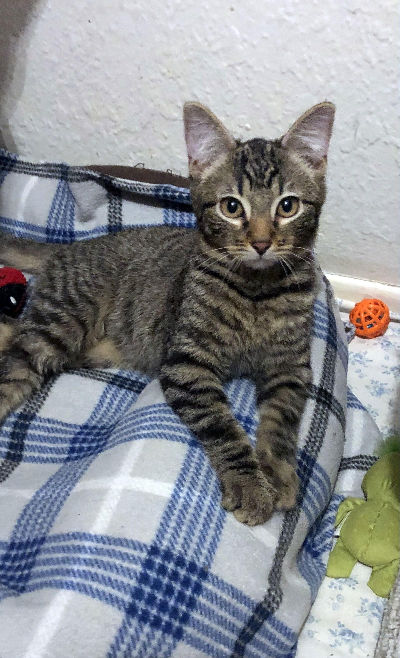 Tangent, Adopted, Kitten Male Domestic Short Hair.
