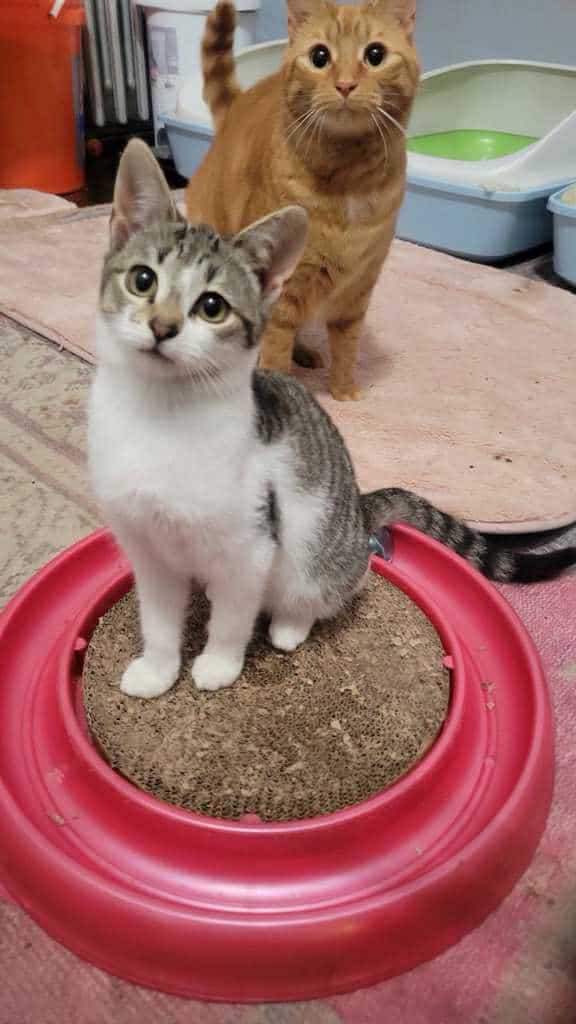 Vanilla, a Adoptable Domestic Medium Hair in Norwich, CT image 2/3