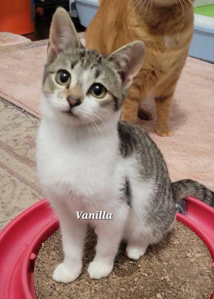 Vanilla, a Adoptable Domestic Medium Hair in Norwich, CT image 1/3