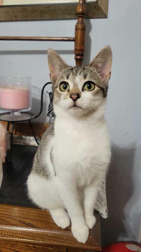 Vanilla, a Adoptable Domestic Medium Hair in Norwich, CT image 3/3