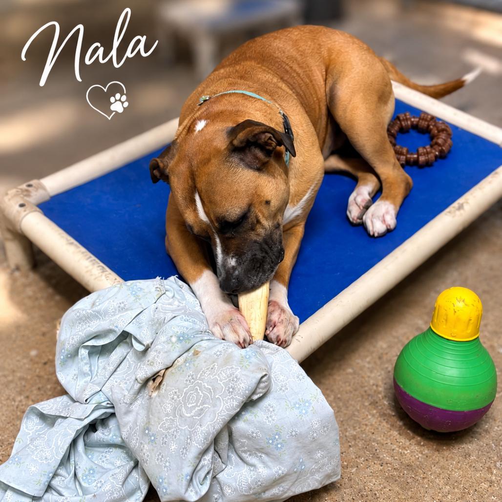 Enlarge Nala II, a Adoptable mixed breed in Mount Pleasant, TX image 1/6