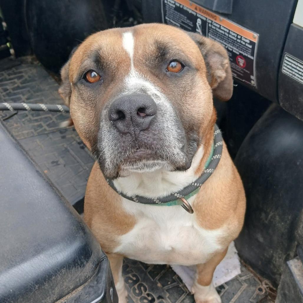 Enlarge Nala II, a Adoptable mixed breed in Mount Pleasant, TX image 3/6