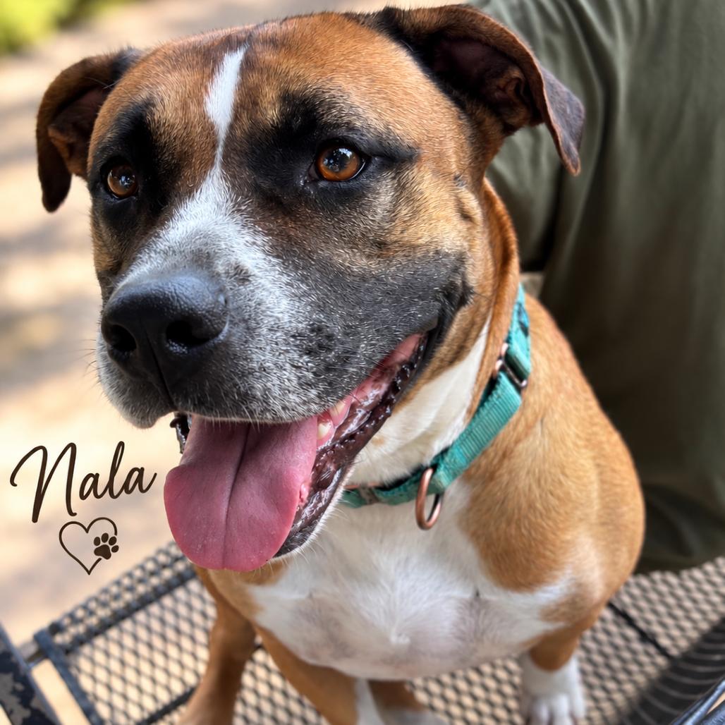 Enlarge Nala II, a Adoptable mixed breed in Mount Pleasant, TX image 5/6