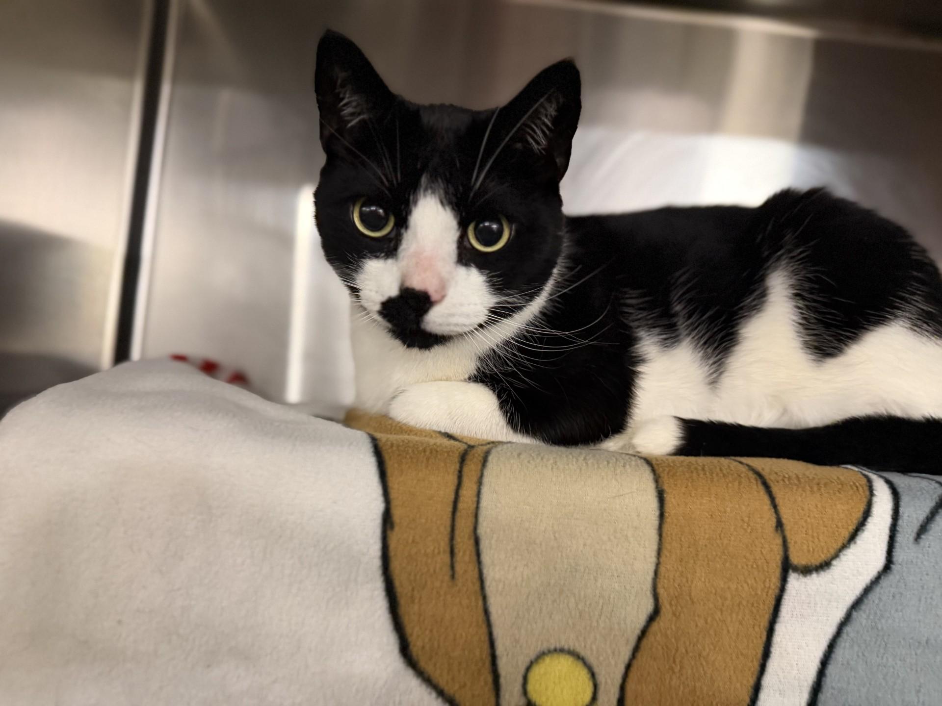 Oreo, adopted, Adult Male Domestic Short Hair.