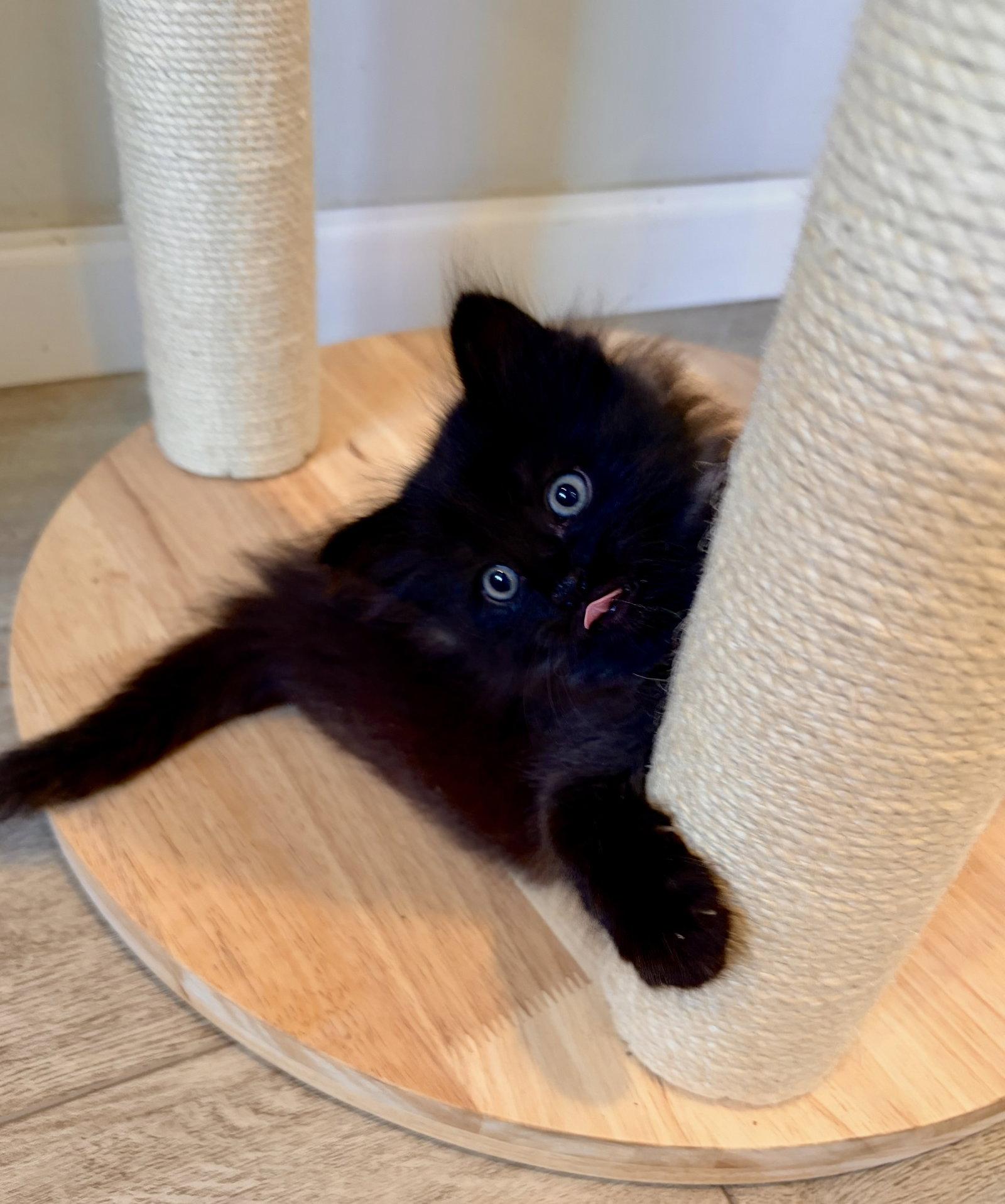 Lander - Bonded Laramie, Adoptable, Kitten Male Domestic Medium Hair.