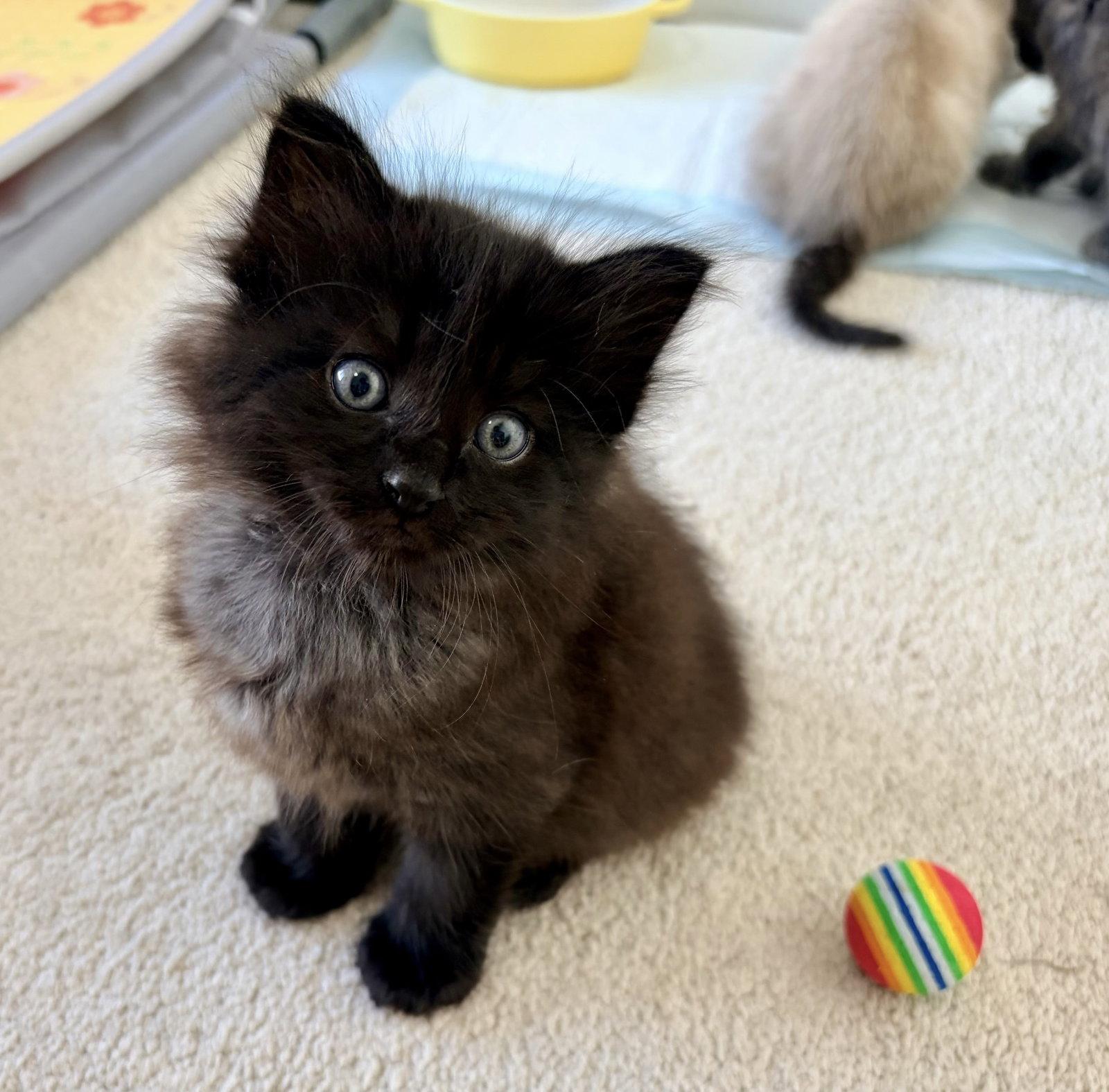 Enlarge Lander - Bonded Laramie, a Adoptable Domestic Medium Hair in Fremont, CA image 2/3