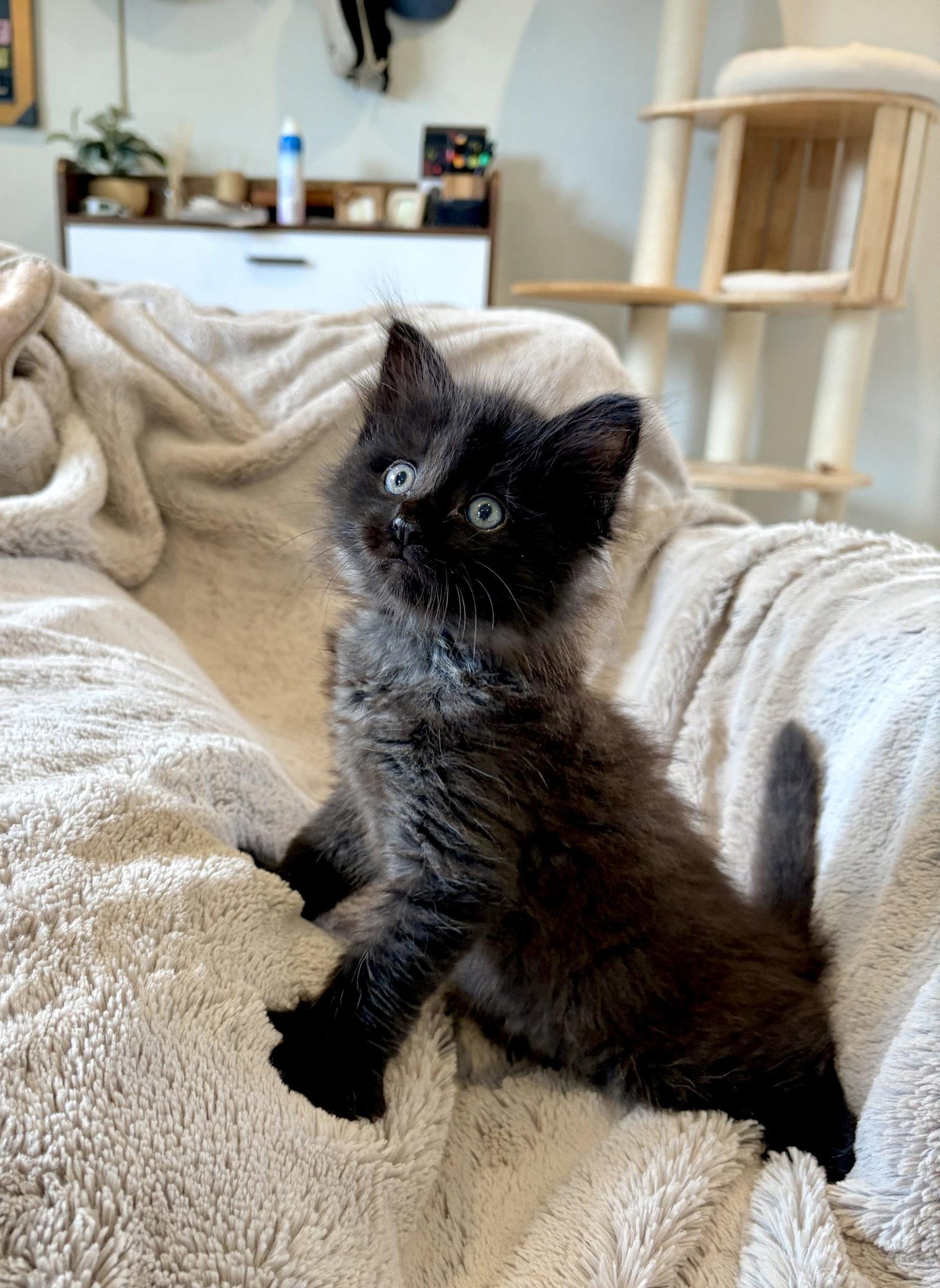 Enlarge Lander - Bonded Laramie, a Adoptable Domestic Medium Hair in Fremont, CA image 3/3