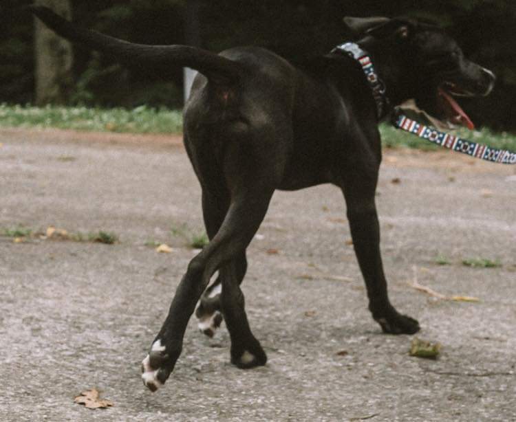 Enlarge Ash, a Adoptable mixed breed in Memphis, TN image 8/12