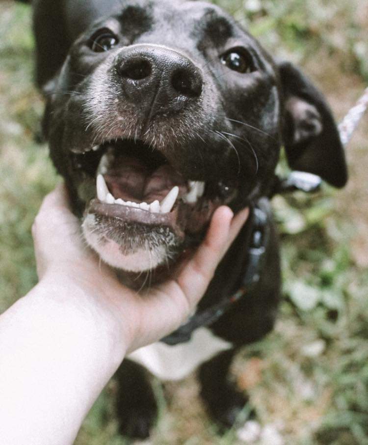 Enlarge Ash, a Adoptable mixed breed in Memphis, TN image 9/12