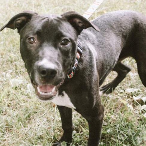 Ash, a Adoptable mixed breed in Memphis, TN image 1/12