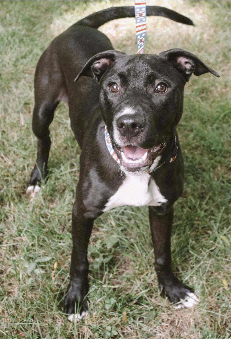 Enlarge Ash, a Adoptable mixed breed in Memphis, TN image 10/12