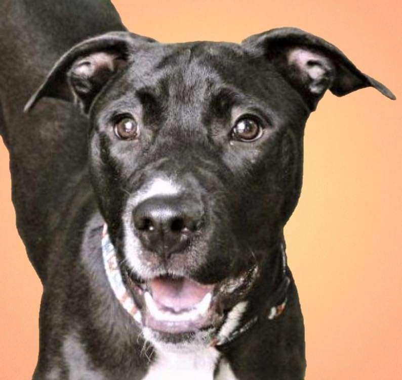 Enlarge Ash, a Adoptable mixed breed in Memphis, TN image 11/12