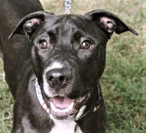 Enlarge Ash, a Adoptable mixed breed in Memphis, TN image 12/12