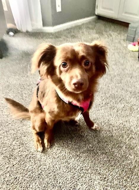 Mini Aussie/Long Haired Chi Mix - Coconut, Adoptable, Senior Female Chihuahua & Australian Shepherd.