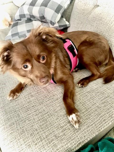 Mini Aussie/Long Haired Chi Mix - Coconut, a Adoptable mixed breed in Omaha, NE image 2/3