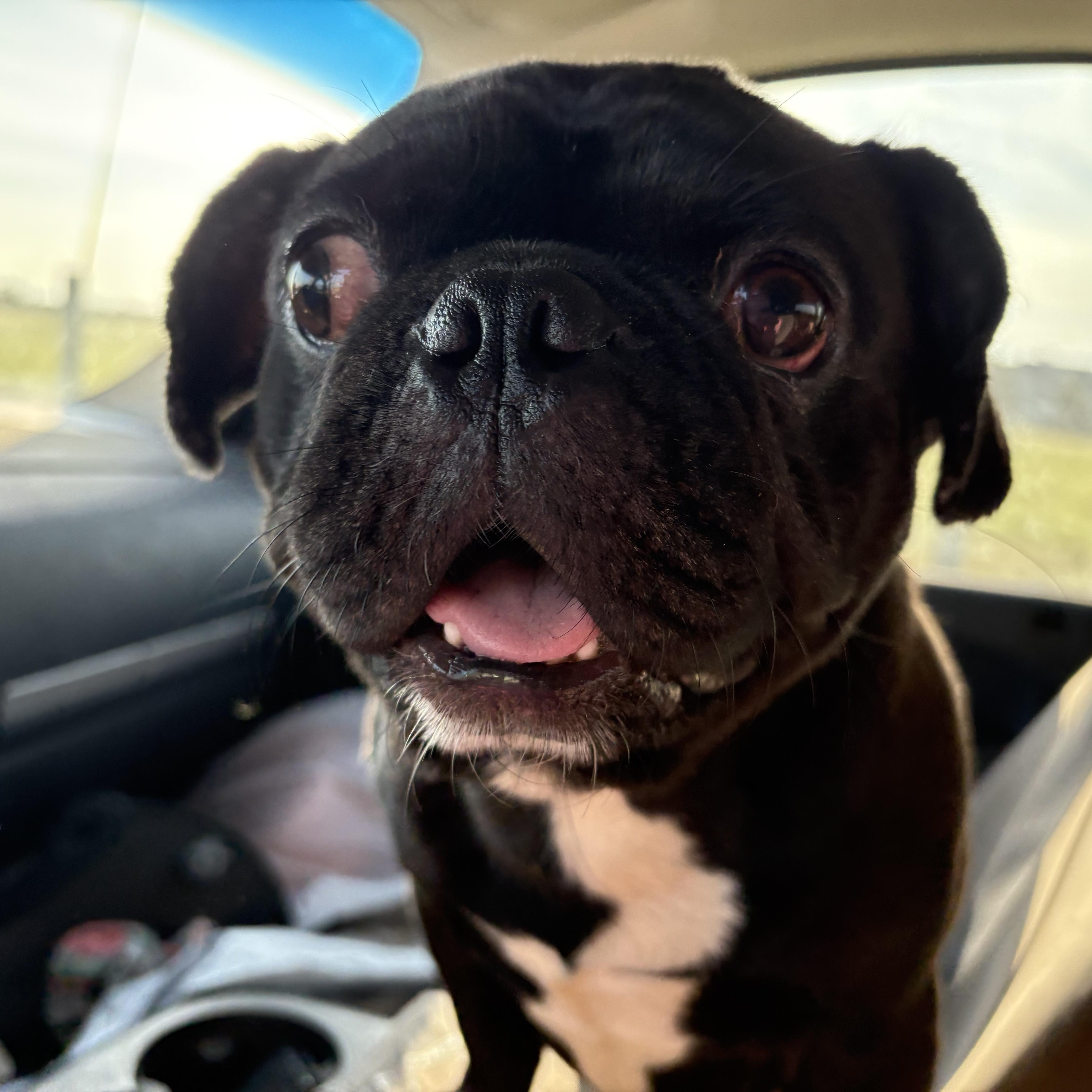 Gumball, Adoptable, Young Male Pug.