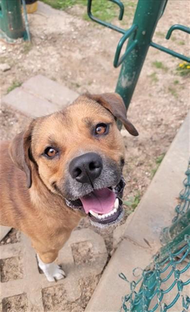 HUCKLEBERRY, Adoptable, Young Male Hound & Pit Bull Terrier.