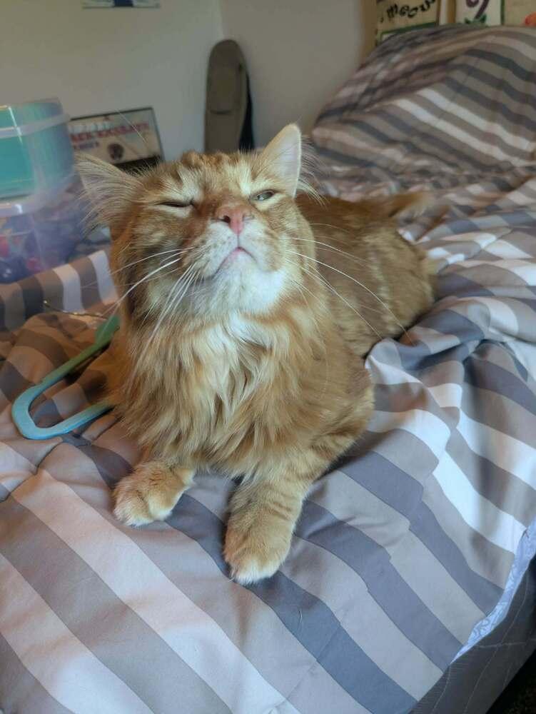 Rusty, Adoptable, Adult Male Domestic Long Hair.