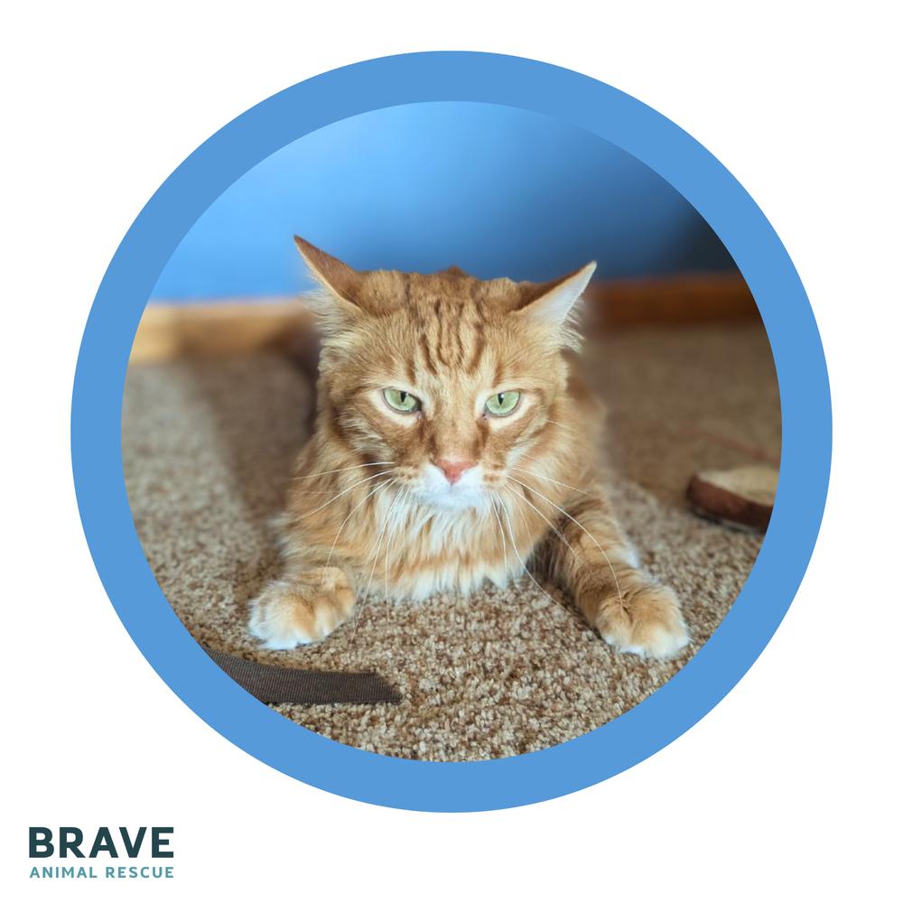 Enlarge Rusty, a Adoptable mixed breed in Lincoln, NE image 6/6