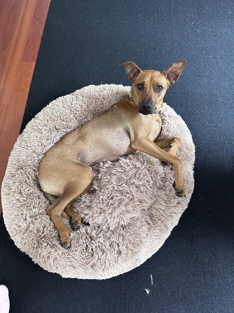 Enlarge Marty, a Adoptable mixed breed in Denver, CO image 2/6