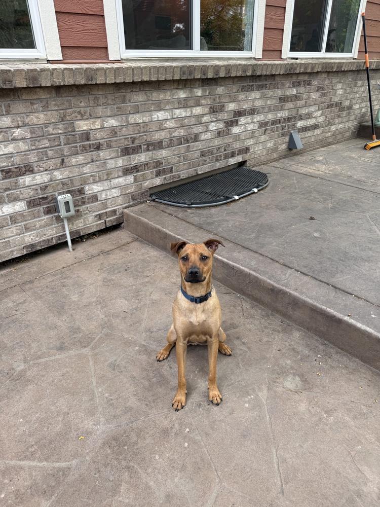 Enlarge Marty, a Adoptable mixed breed in Denver, CO image 3/6