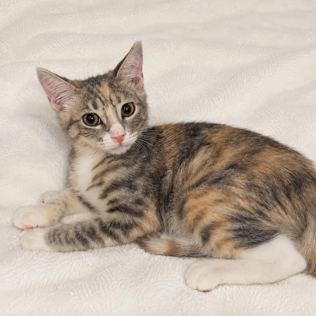 Peach, Adoptable, Kitten Female Domestic Short Hair.