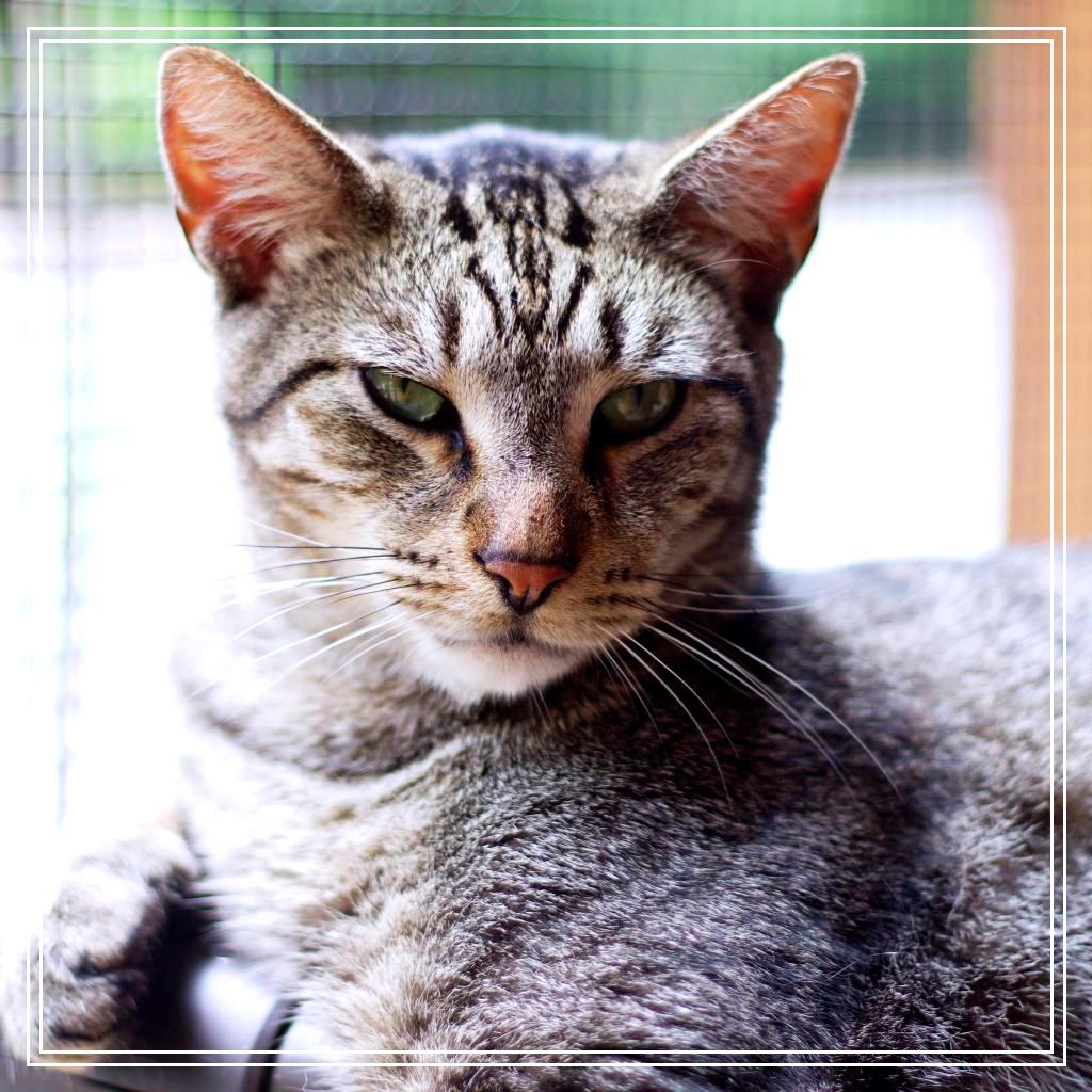 Firion, a Adoptable Domestic Short Hair in Cumming, GA image 4/6