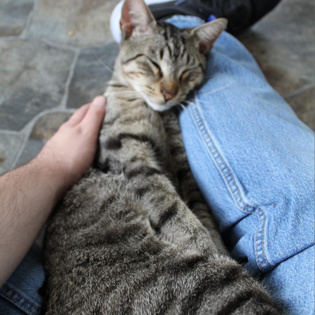 Firion, a Adoptable Domestic Short Hair in Cumming, GA image 5/6