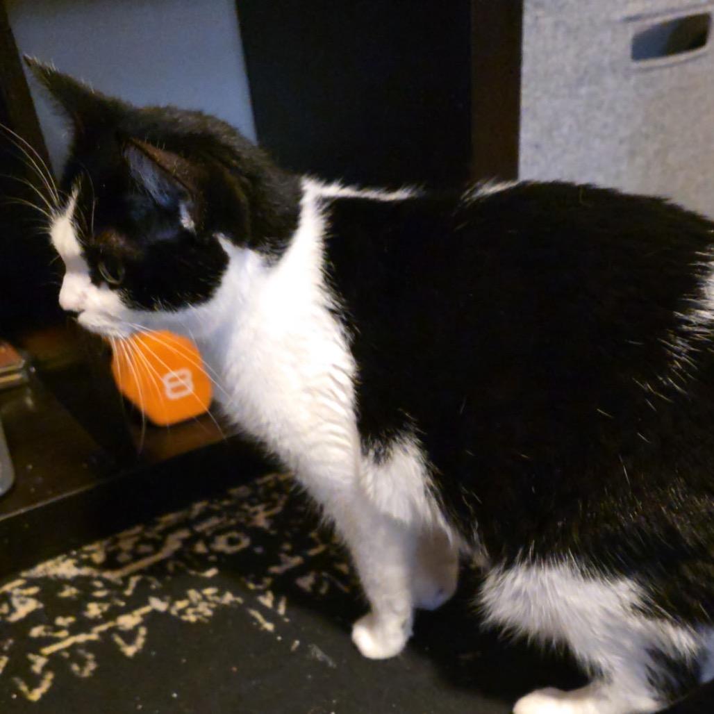 Luna aka Cruella Deville, Adoptable, Adult Female Domestic Short Hair.