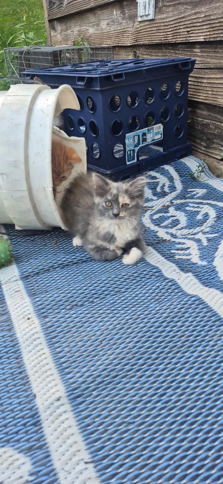 Catty the calico, ADOPTABLE, Kitten Female Dilute Calico.