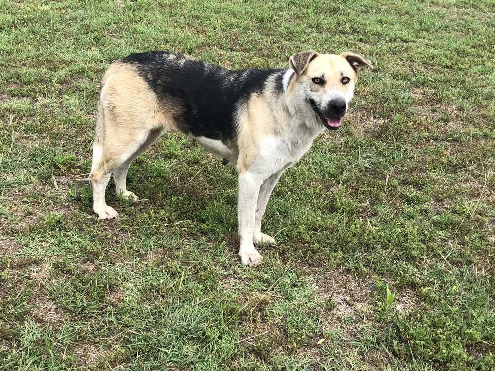 Enlarge 18-053-Hilda, a Adopted mixed breed in Richardson, TX image 1/1