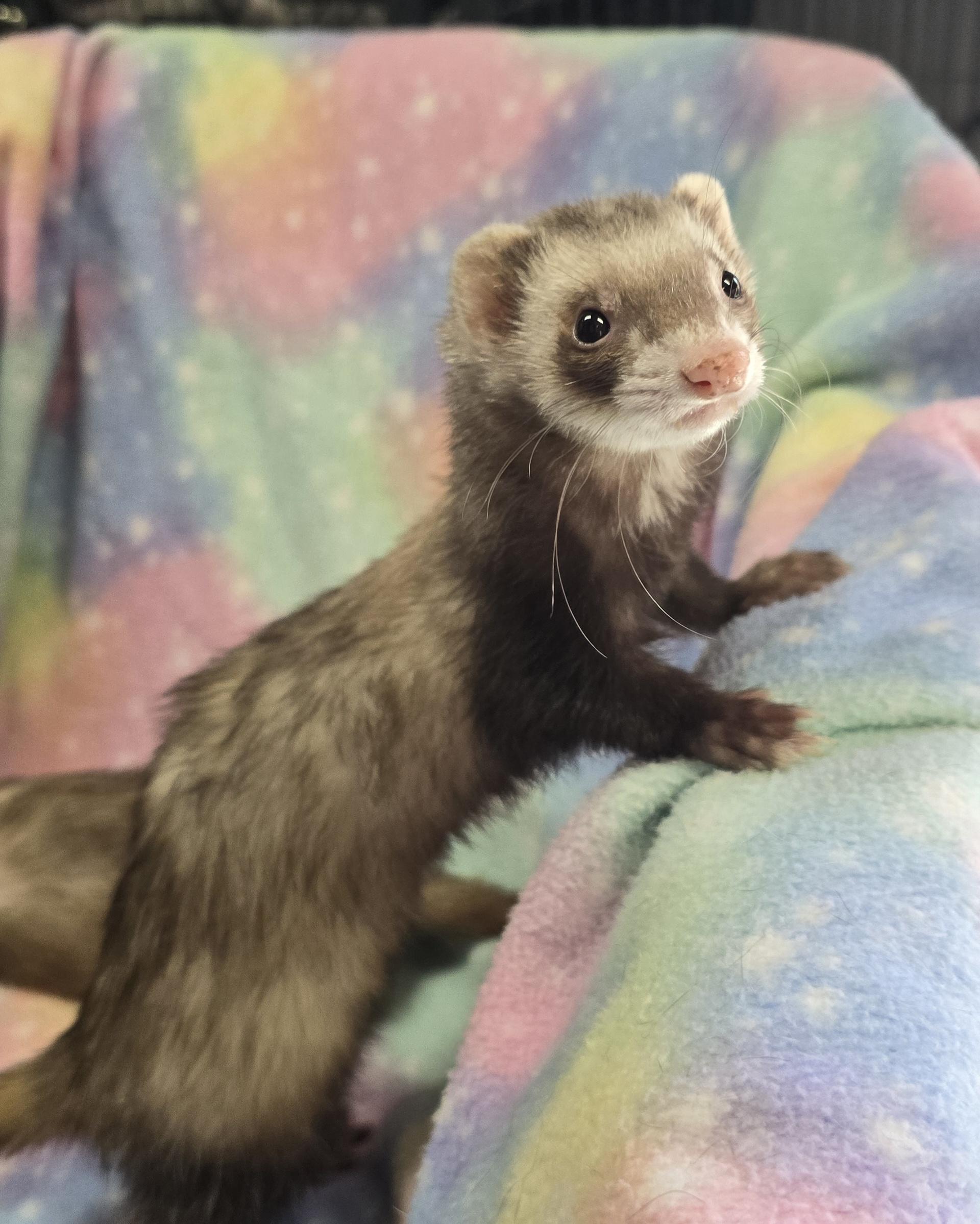 Enlarge Lenny and Henrietta, a ADOPTABLE Ferret in Randolph, NJ image 3/3