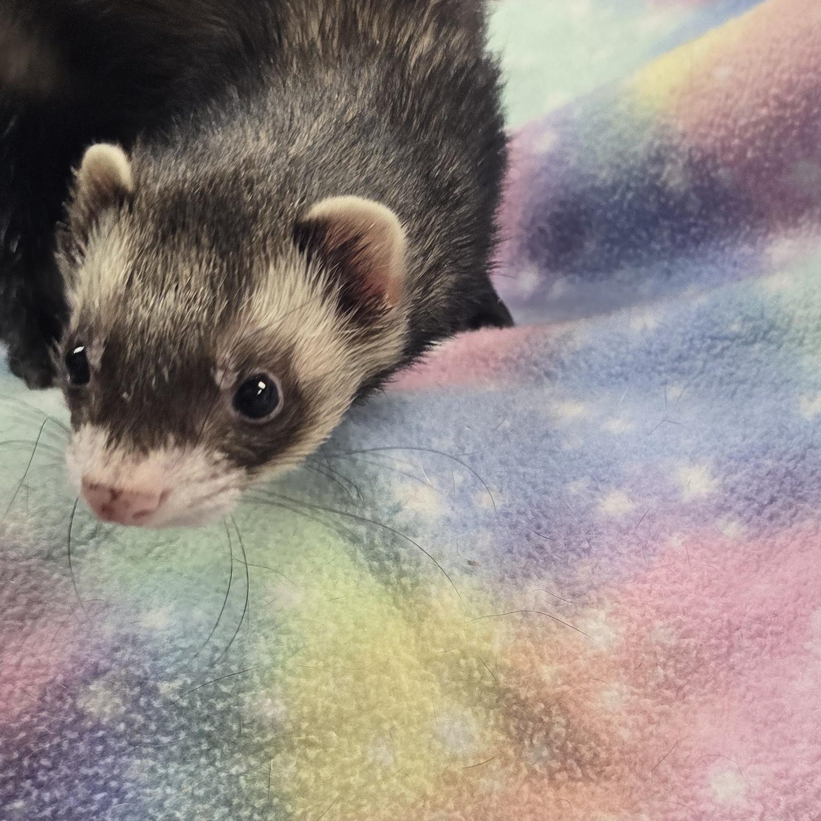 Lenny and Henrietta, ADOPTABLE, Adult Male Ferret.