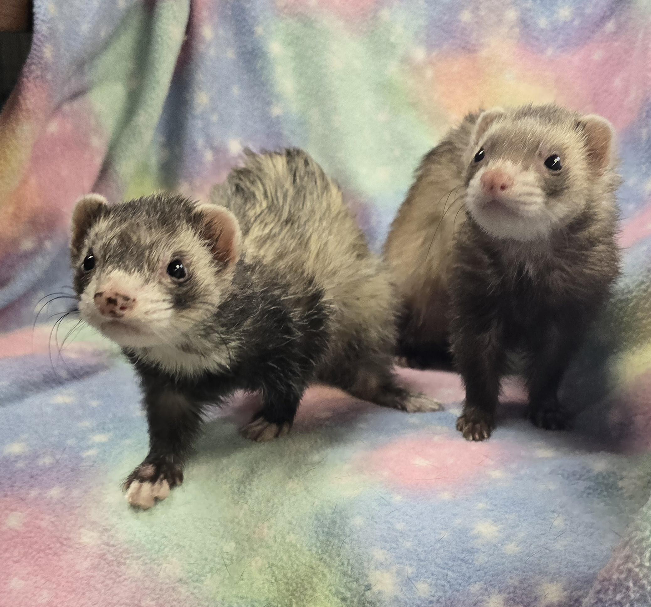 Enlarge Lenny and Henrietta, a ADOPTABLE Ferret in Randolph, NJ image 2/3