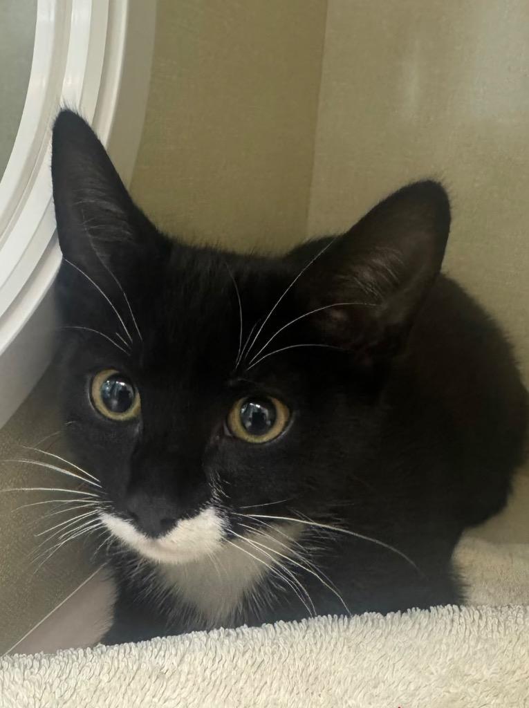 Sincere, Adoptable, Kitten Male Domestic Short Hair.