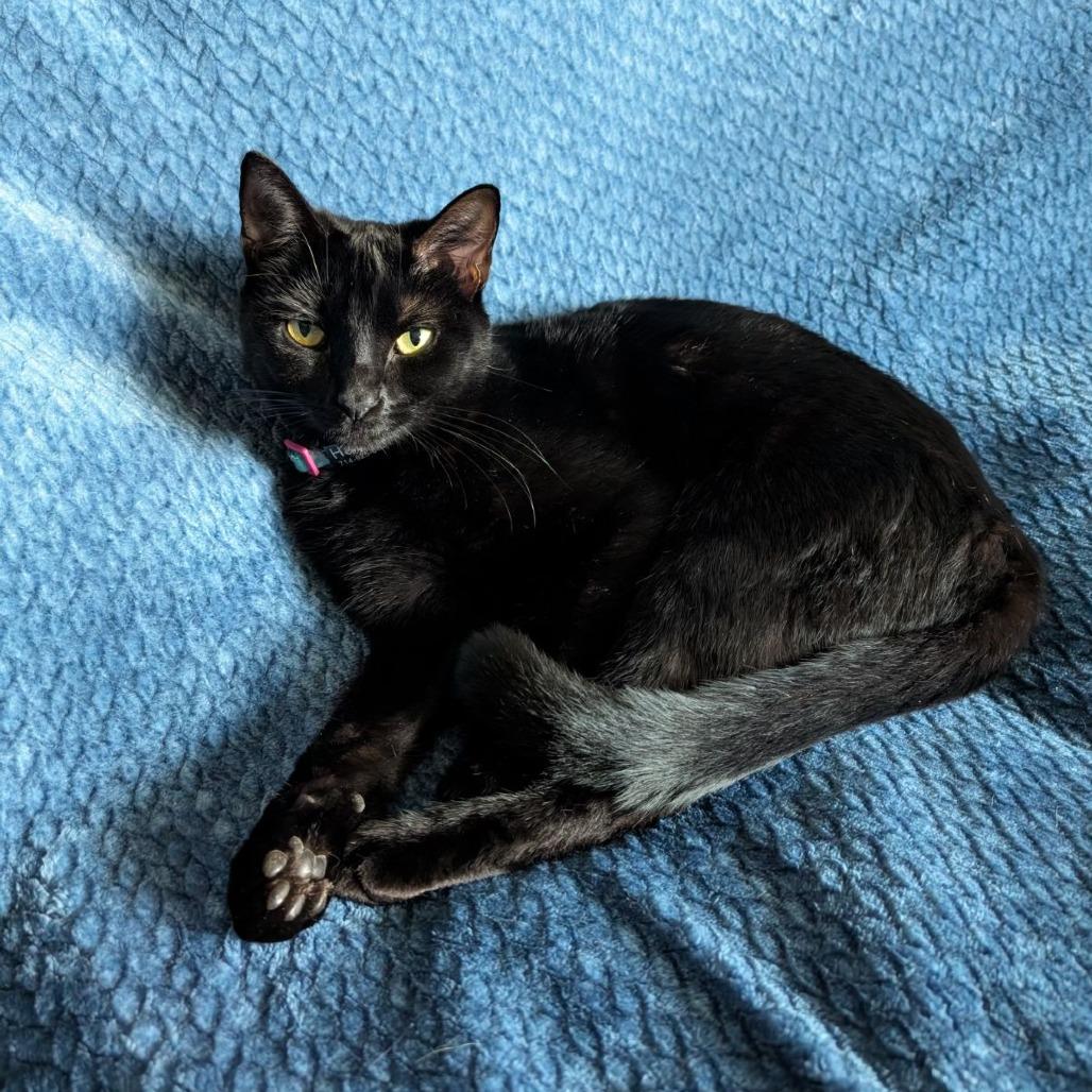 Hathar, Adoptable, Adult Female Domestic Short Hair.