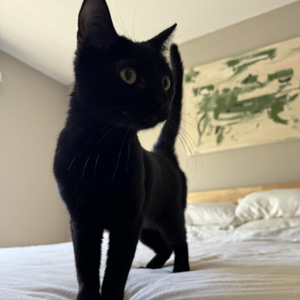 Hathar, a Adoptable Domestic Short Hair in Long Beach, CA image 2/6