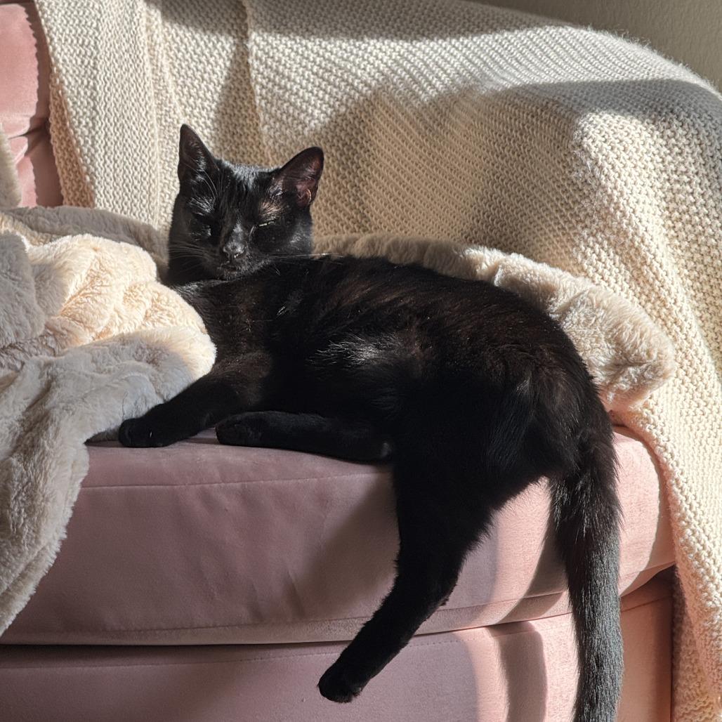 Hathar, a Adoptable Domestic Short Hair in Long Beach, CA image 3/6