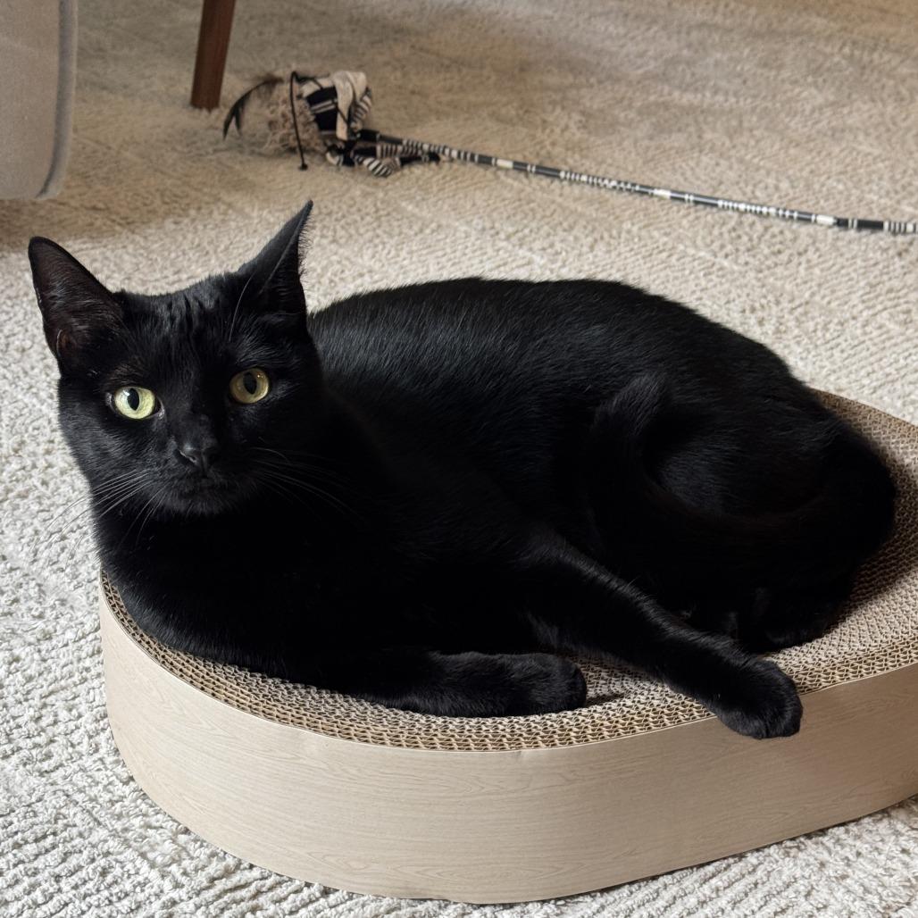 Hathar, a Adoptable Domestic Short Hair in Long Beach, CA image 4/6