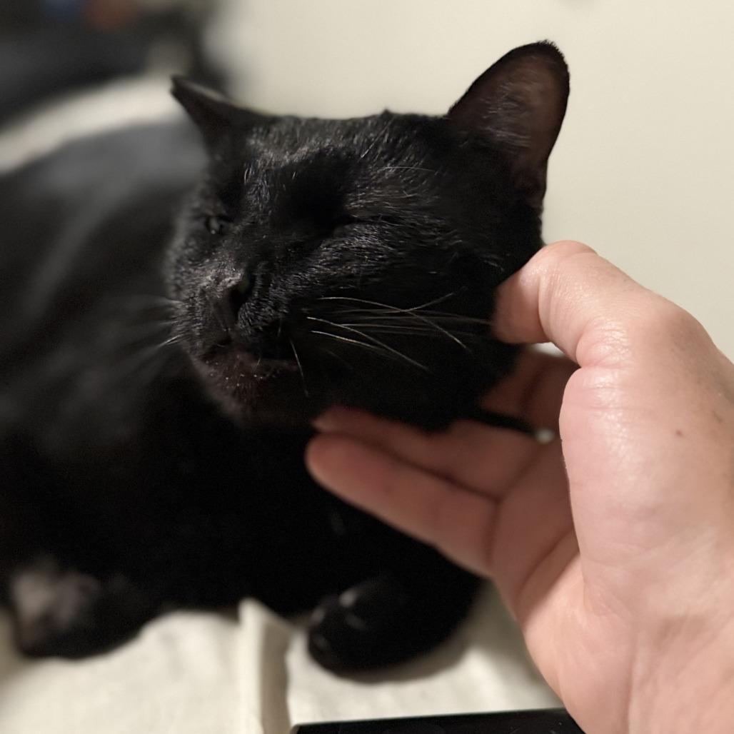 Hathar, a Adoptable Domestic Short Hair in Long Beach, CA image 5/6